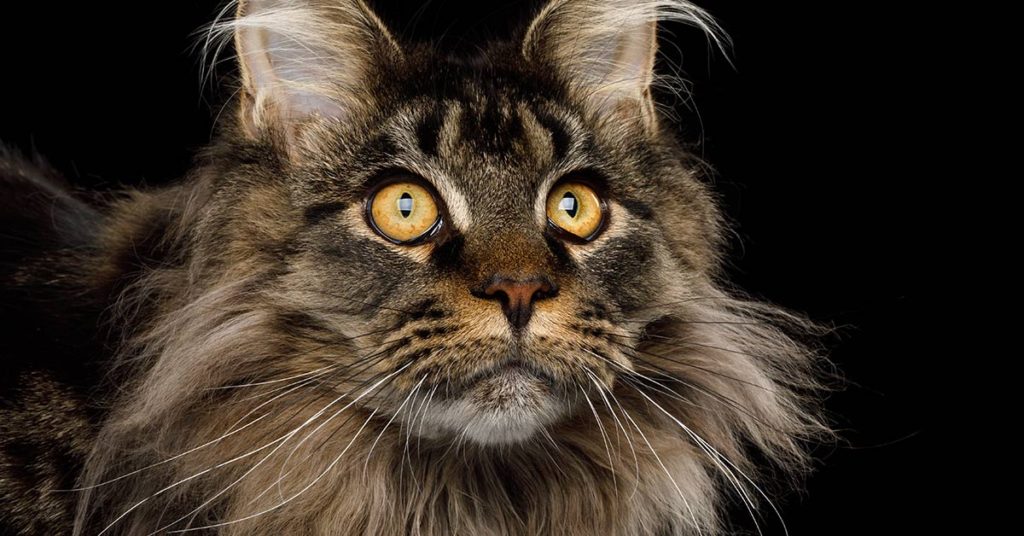Photographs Show The True Beauty Of Maine Coons - Featured image