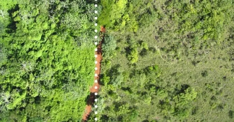 the effect of dumped orange peels on land leading to rejuvenation of vegetation and soil