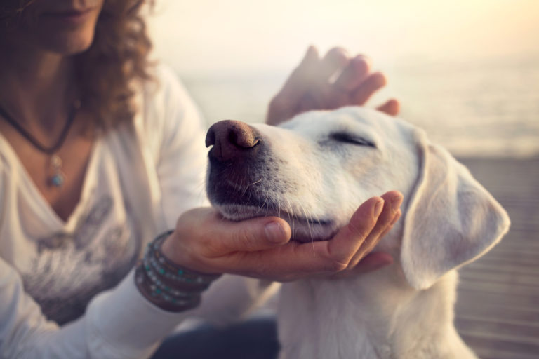 9 Signs a Dog Gives When It Knows It’s Dying - Featured image