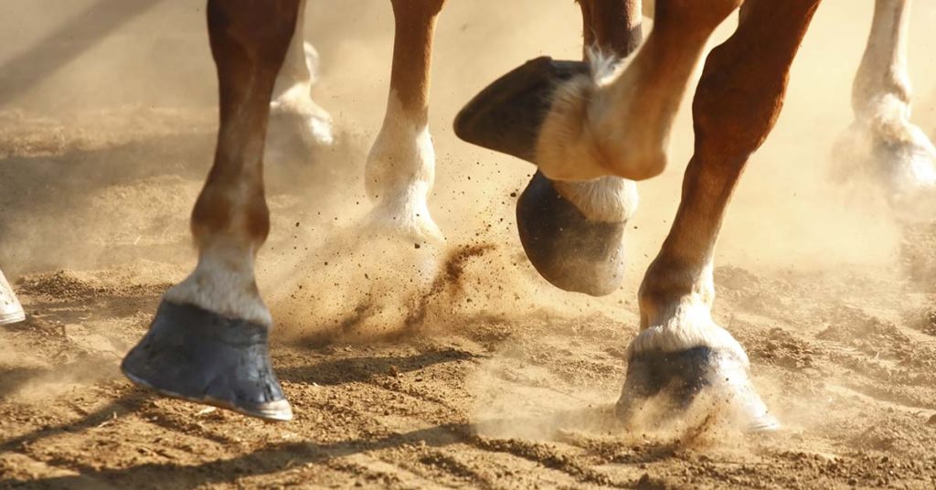 If You Can Spot The Second Horse, You Have a High IQ - Featured image