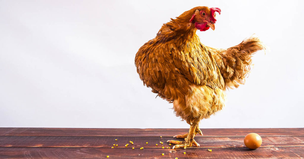It’s Settled! Scientists Give Answer to Whether Chicken or Egg Came First - Featured image