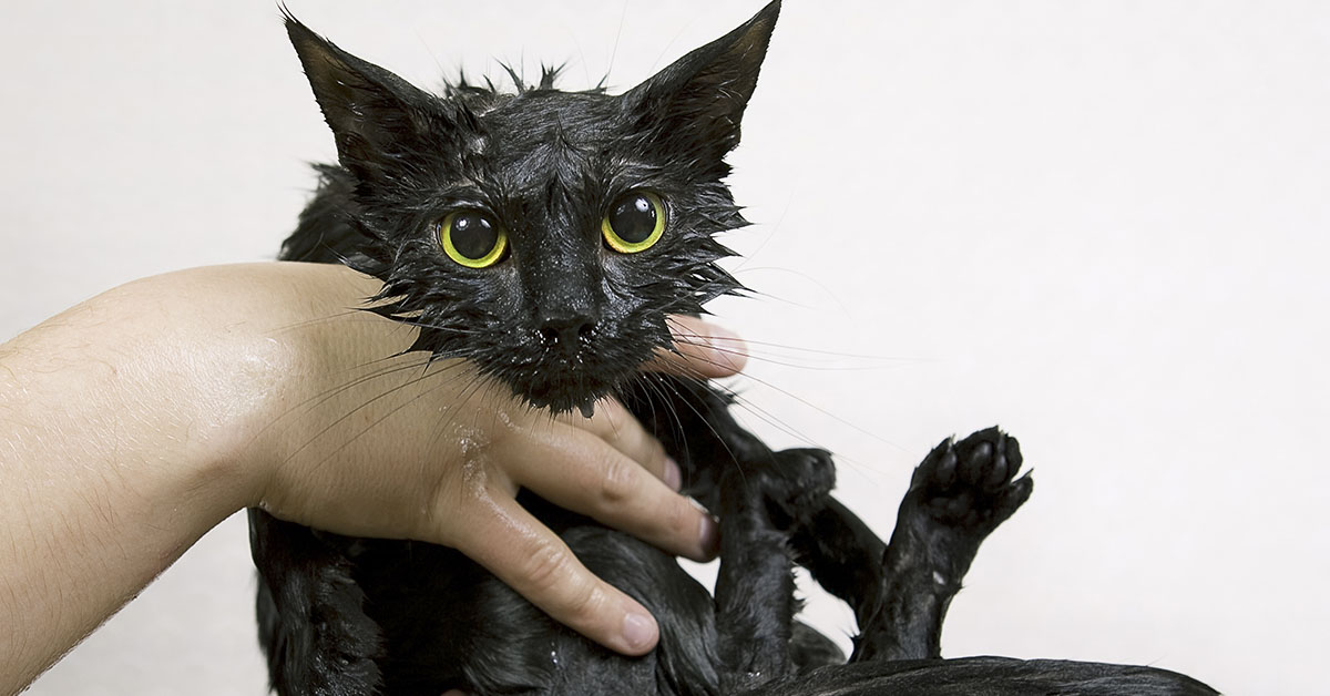 wet black cat