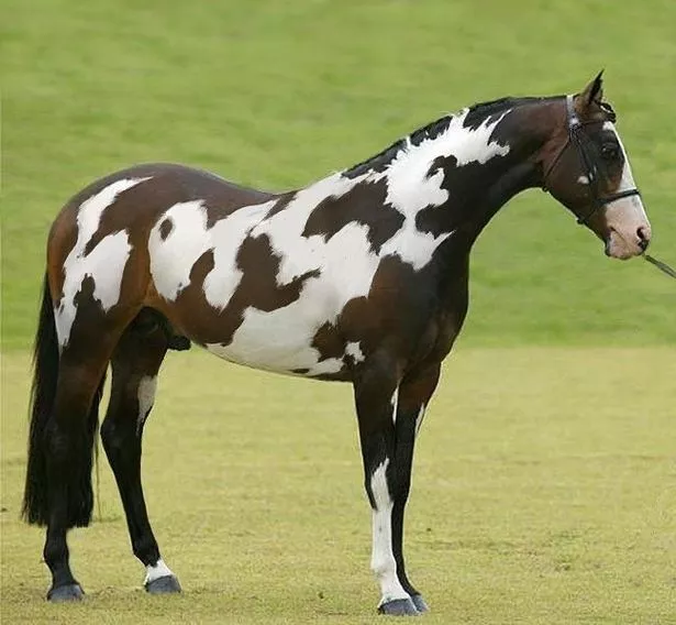 High IQ puzzle of a horse