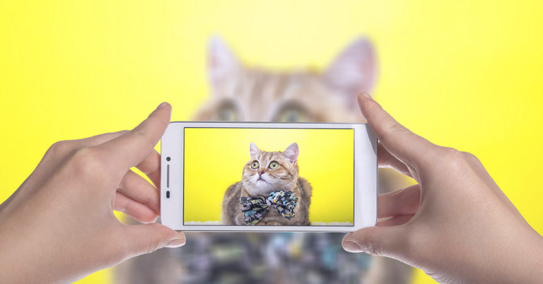 Library Lets You Pay Late Fees With Cat Pics (Yes, Really) - Featured image