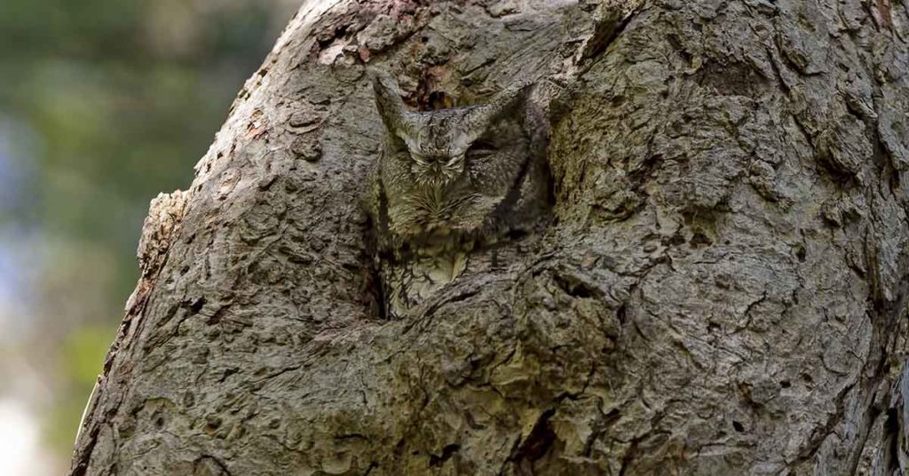 Can You Spot the Hidden Animals? - Featured image
