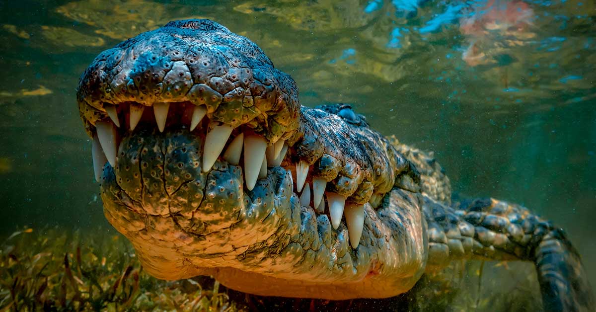 scariest animals aligator under water