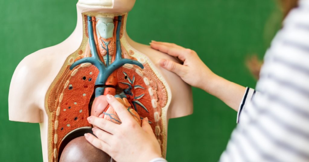 Close up of a high school student learning anatomy in biology class, putting a heart inside an artificial human body model.