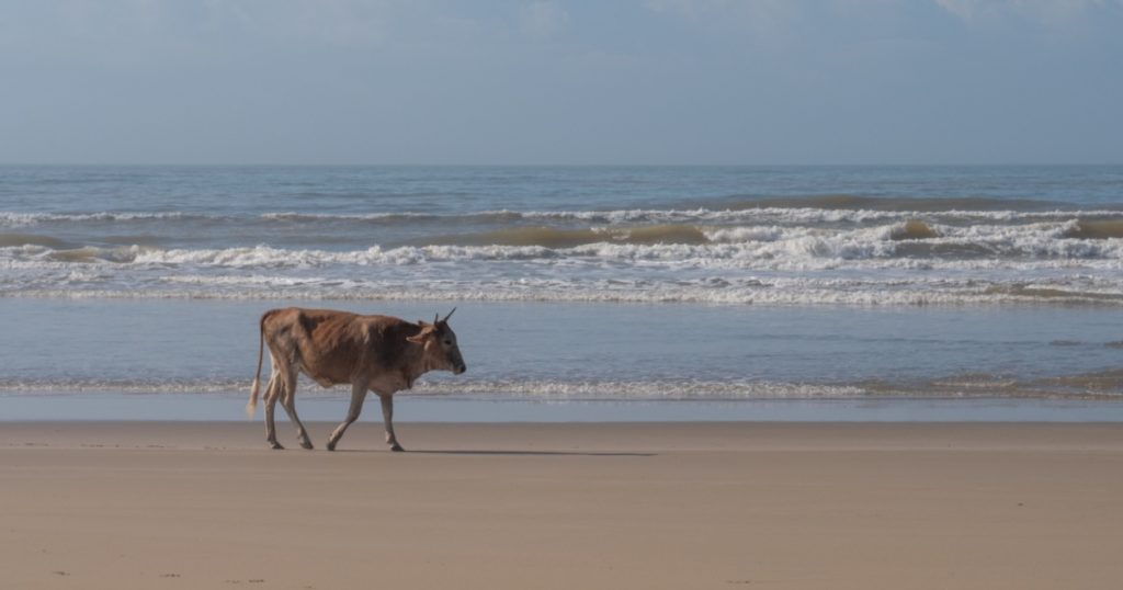 Nguni cow on the sand at Second Beach, Port St Johns on the wild coast in Transkei, South Africa. The local cows come down to the beach during the day to cool off.