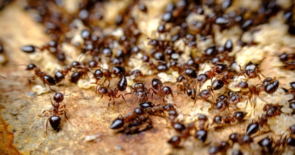 Huge pile of pesky sidewalk ants in closeup macro