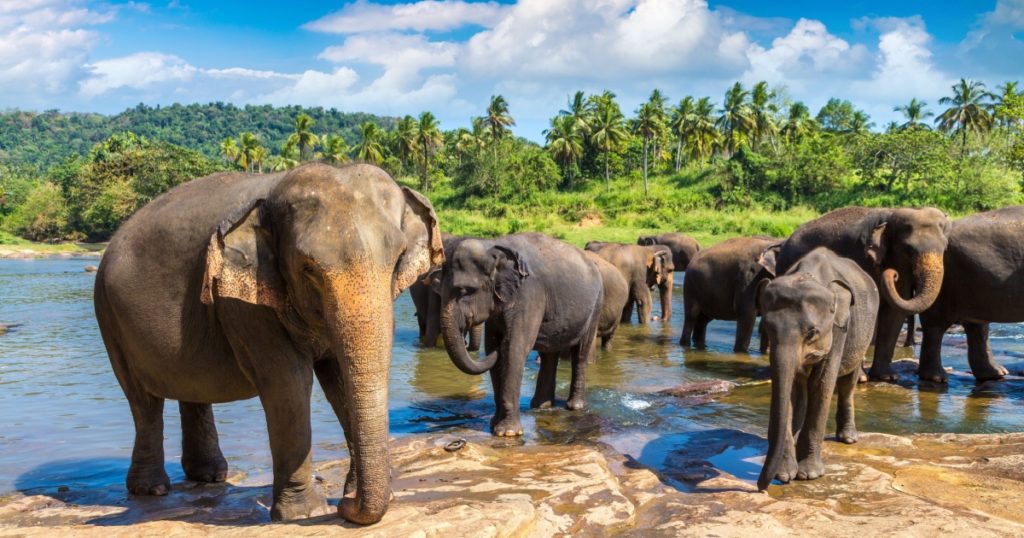 Herd of elephants at the Elephant Orphanage in Sri Lanka