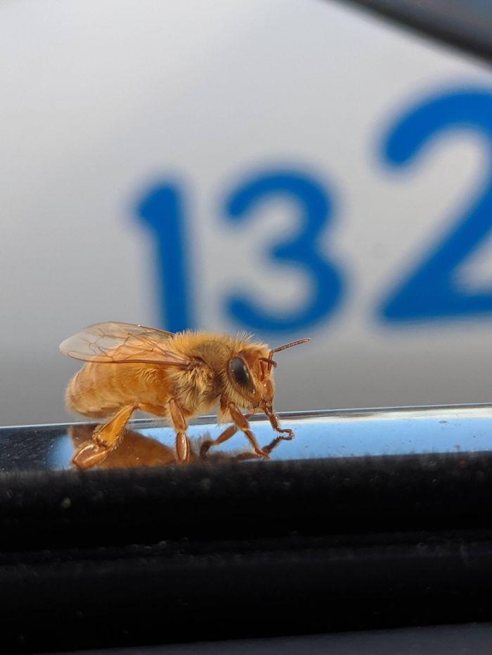 Most likely a Cordovans Honey Bee