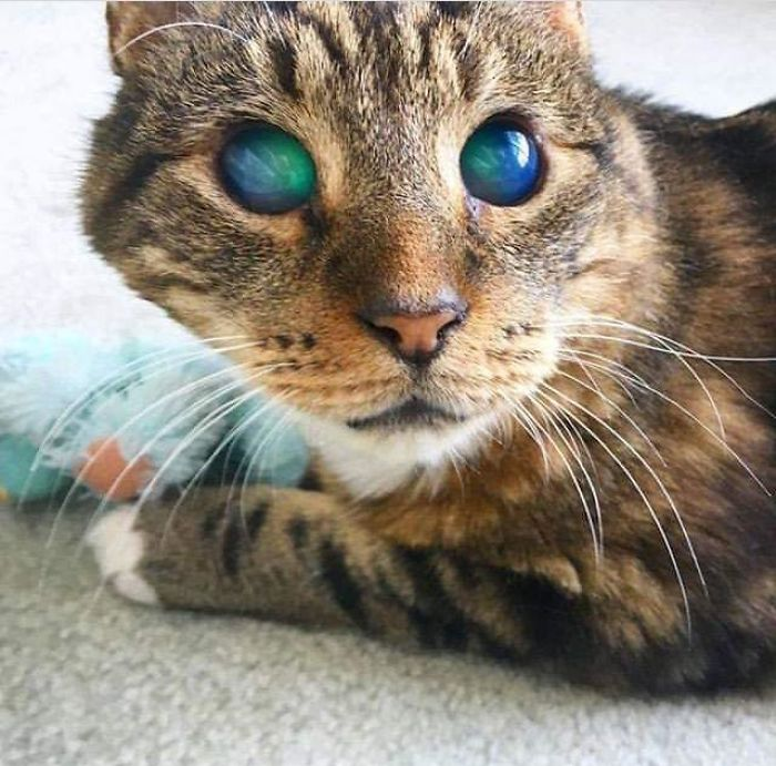 Blind cat's eyes