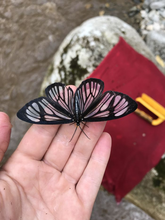 Butterfly with transparent wings