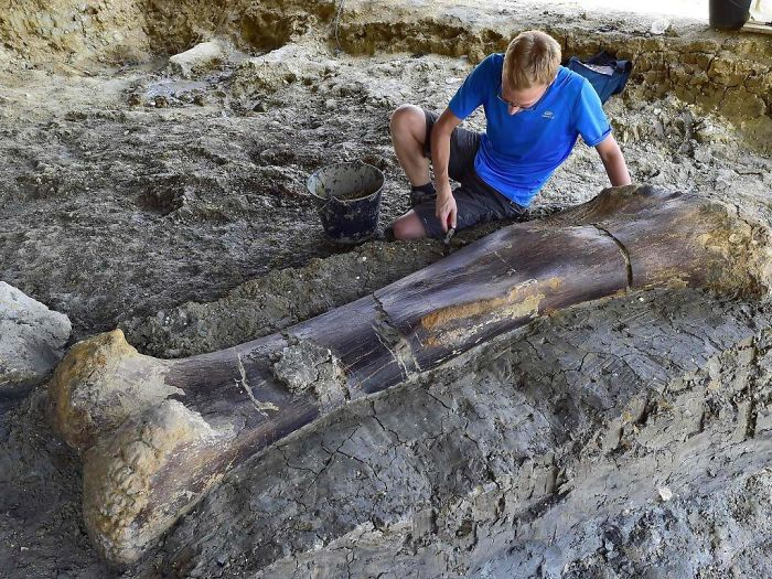 A 14-million-year-old dinosaur femur discovered in France.