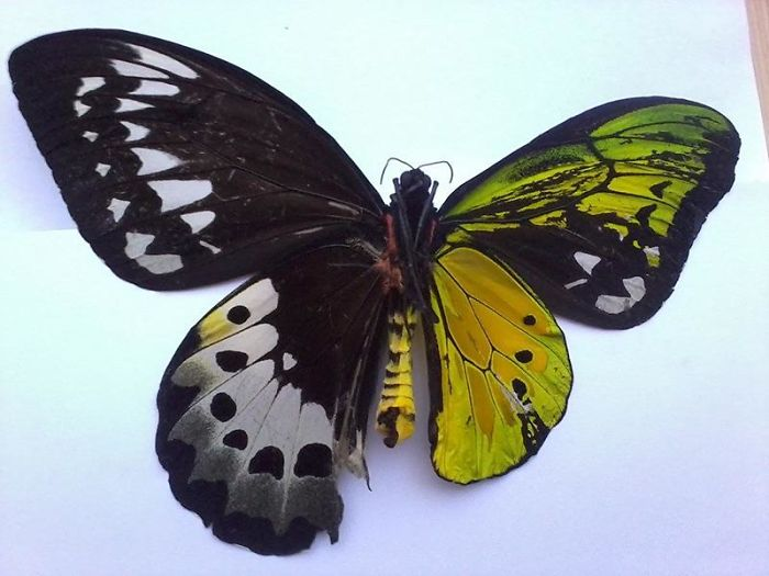 A half-male half-female butterfly