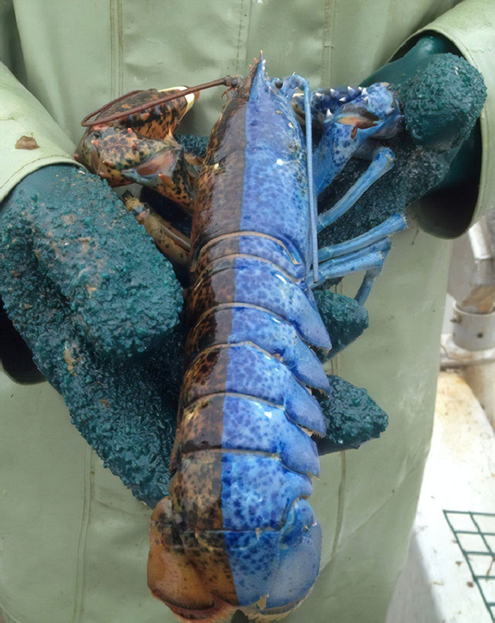 A half-female half-male lobster.