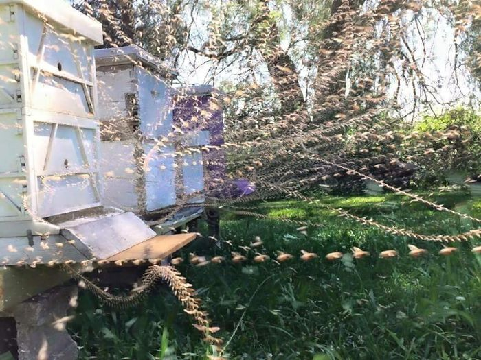Timelapse of a beehive