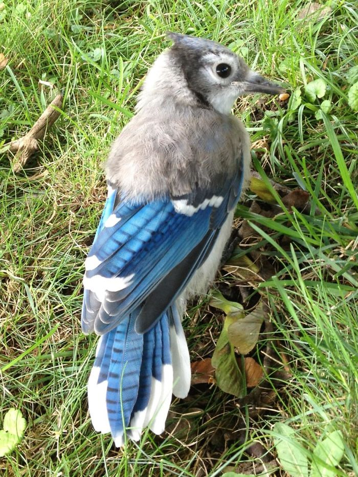 A young blue jay with half of its child feathers remaining.