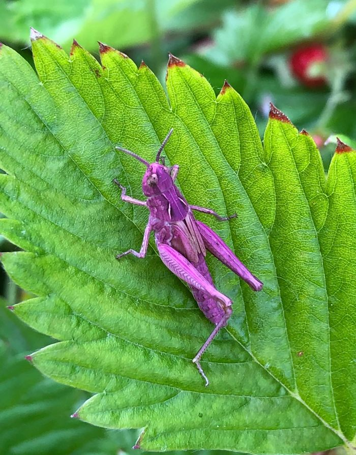 A purple grasshopper