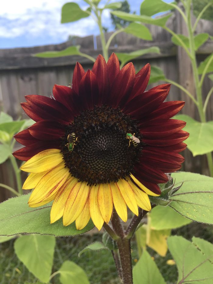 A 2-color sunflower