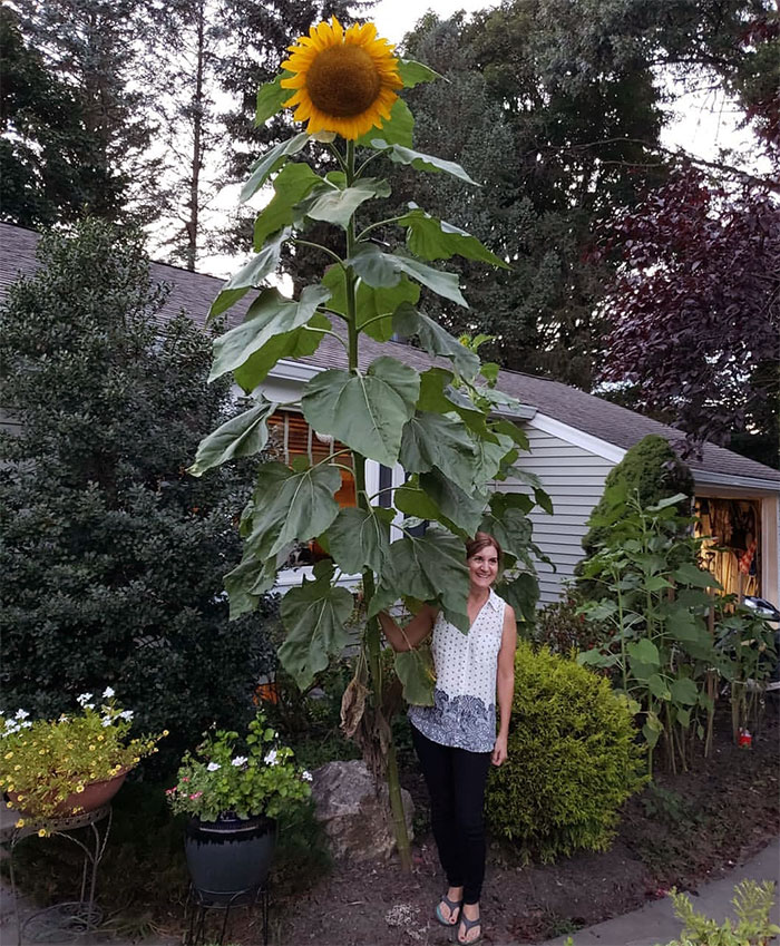 A giant sunflower