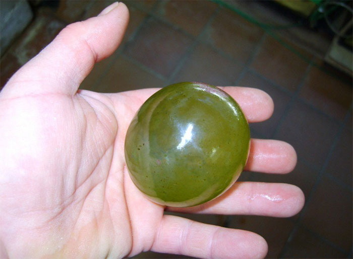 The largest single-celled organism: Valonia Ventricosa