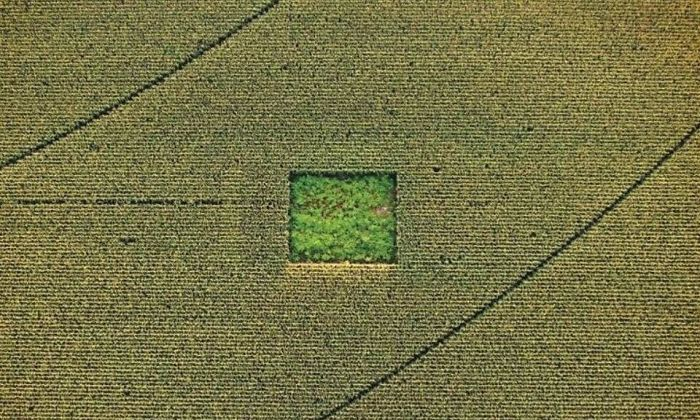 Cannabis field inside a corn field.