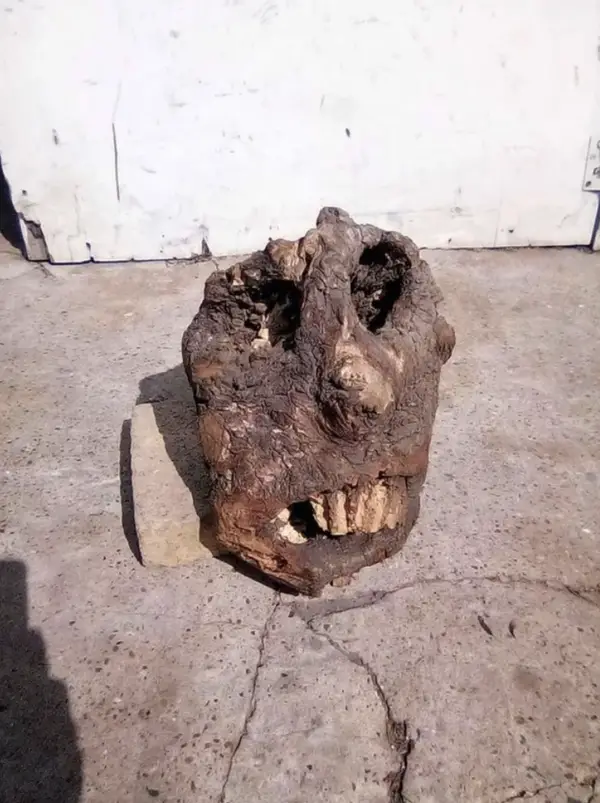 A skull-shaped piece of wood.