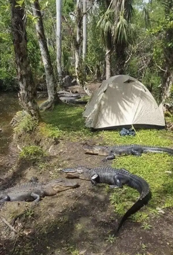 Camp in Florida surrounded by alligators