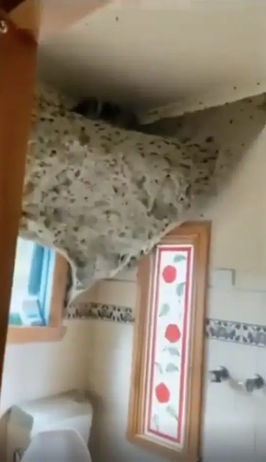 Wasp nest in an Australian home
