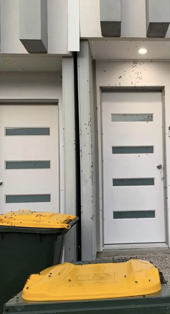 A door that is infested with flies.