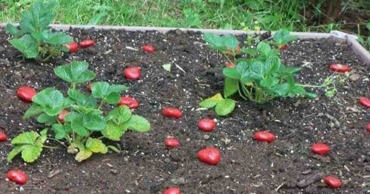 Keep Critters Away From Your Garden By Painting Rocks To Look Like