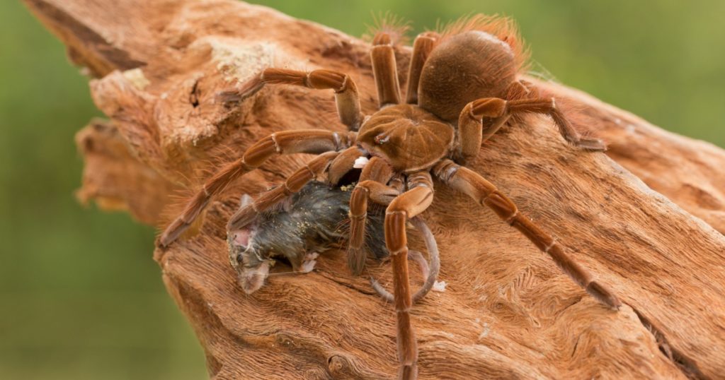 Goliath birdeater (Theraphosa blondi) belongs to the tarantula family Theraphosidae. Found in northern South America, it is the largest spider in the world by mass and size