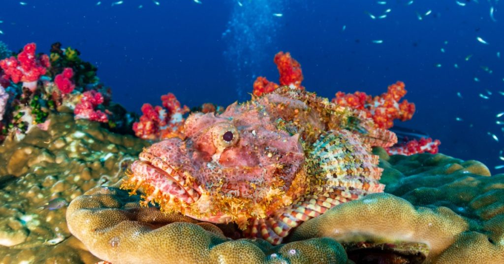 Camouflaged Scorpionfish on a coral reef