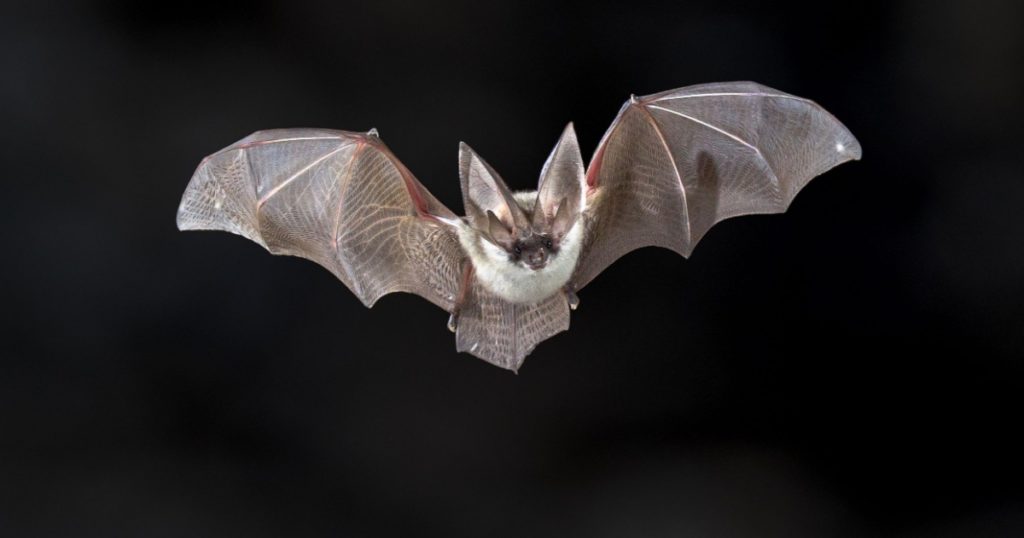 Flying bat on dark background. The grey long-eared bat (Plecotus austriacus) is a fairly large European bat. It has distinctive ears, long and with a distinctive fold. It hunts above woodland.