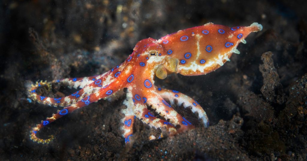 Blue rings octopus. The most dangerous underwater octopus. Indian ocean. Indonesia. Asia