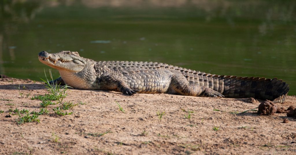 A Nile Crocodile seen next to a lake on a safari in South Africa