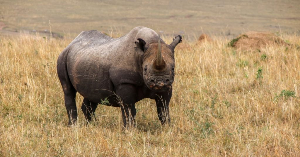 Black rhinocerent, an endangered species