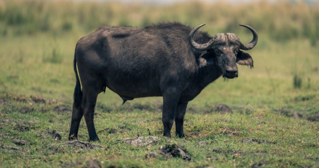 Male Cape buffalo stands on grassy riverbank