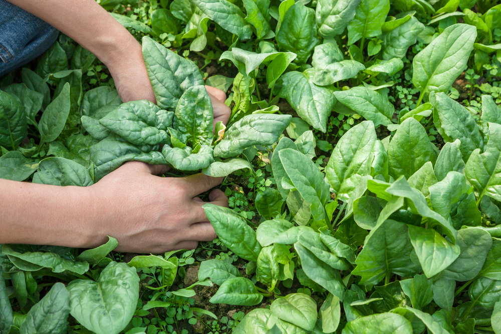 working with spinach in the farm garden