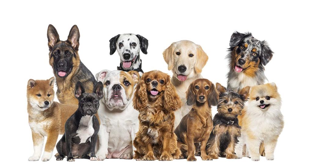 18 Of The Smartest Dog Breeds - Featured image