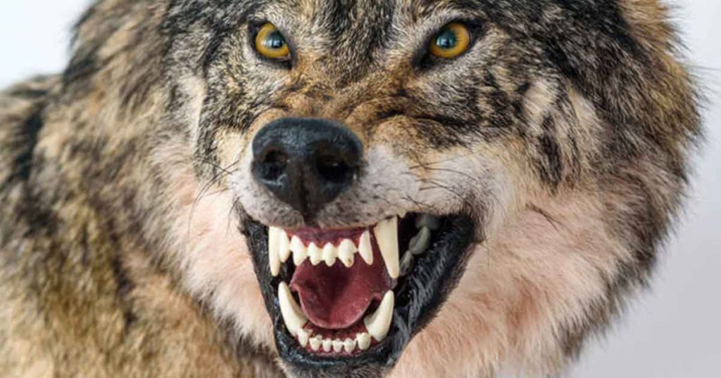 20 of The Deadliest Animals in North America - Featured image