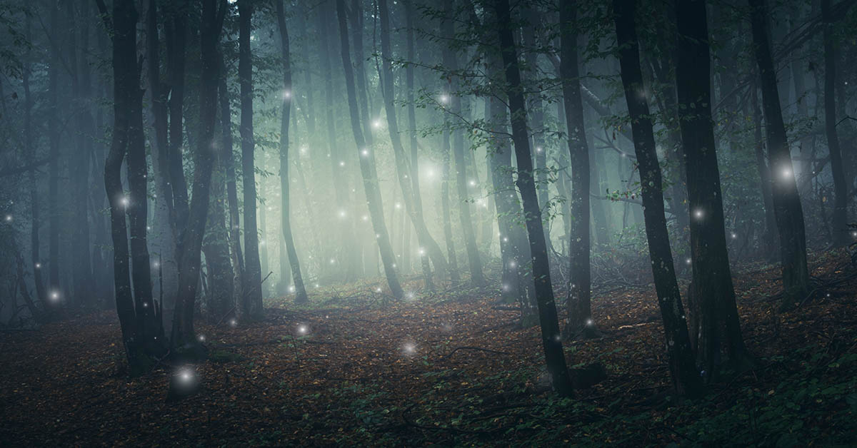 dark mystical forest concept