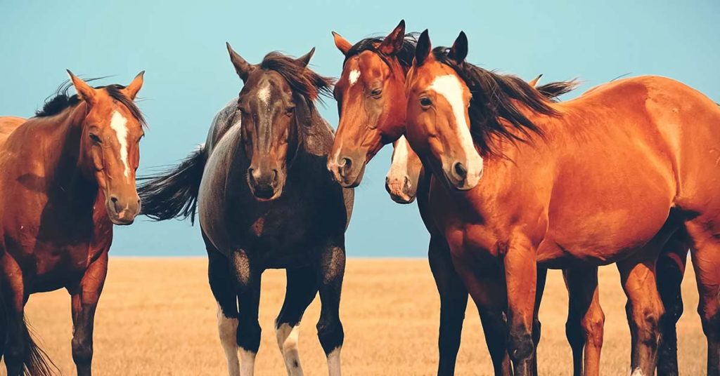 Only Those With High IQs Will Spot The Second Horse in This Head Scratching Optical Illusion - Featured image