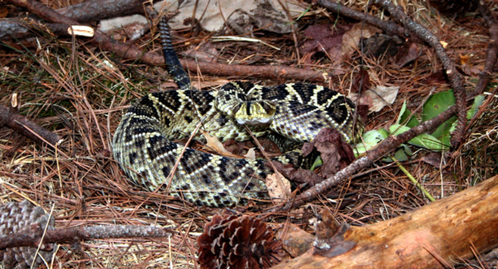 Eastern Diamond Rattlesnake