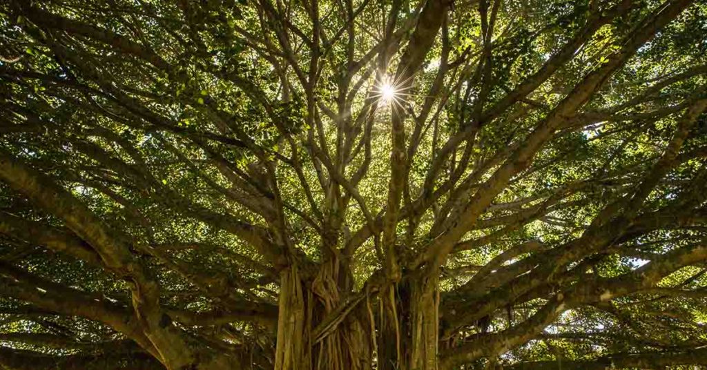Explore The Great Banyan, a Living Giant Spanning Nearly 5 Acres - Featured image