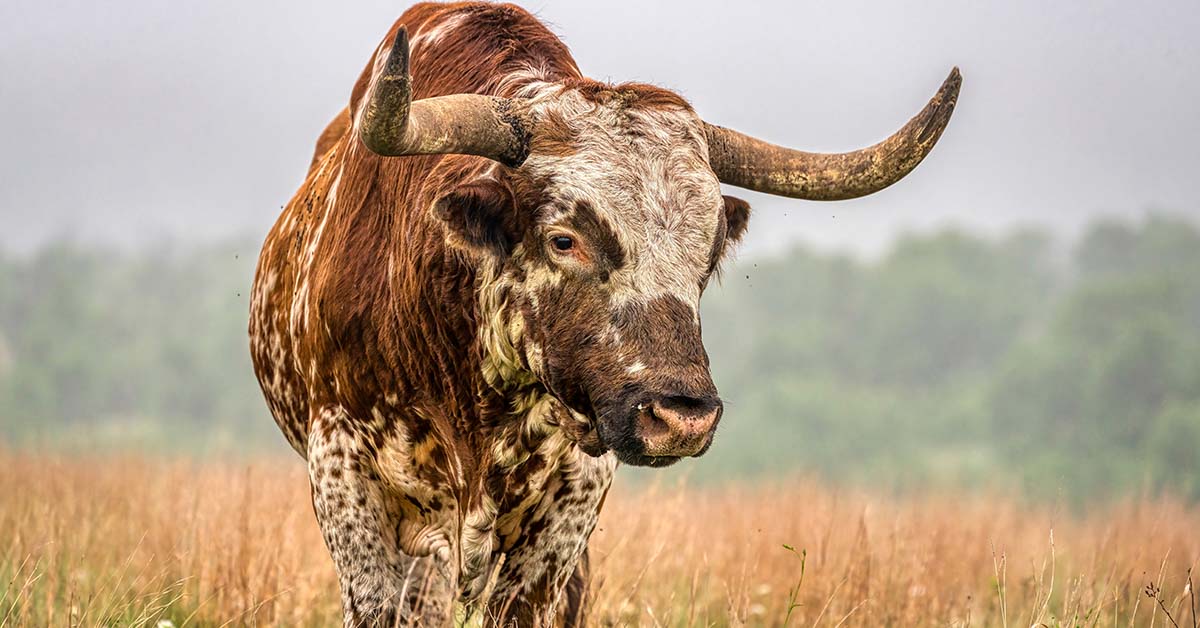 bull at pasture