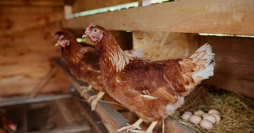 25 Of The Most Impressive Chicken Coops You’ll Ever See - Featured image