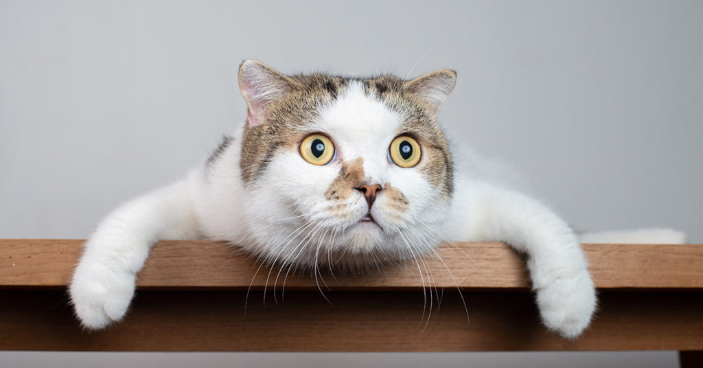 If You Can’t Find The Cat In This Picture Maybe You Should Get A Dog - Featured image