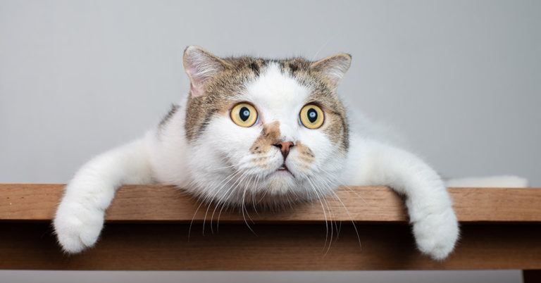 If You Can’t Find The Cat In This Picture Maybe You Should Get A Dog - Featured image